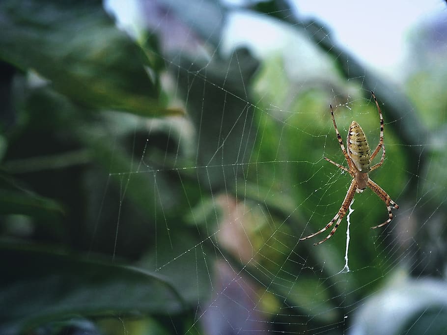 russia, kharabali, forest, danger, web, garden, gardens, poison HD wallpaper
