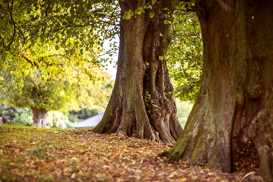 shallow focus photography of brown trees, autumn, forest, fall HD wallpaper