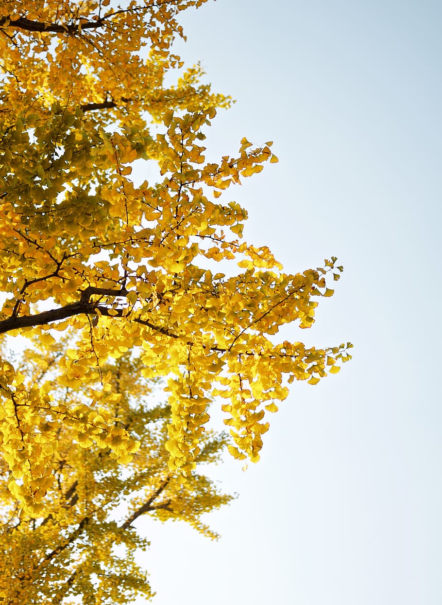 yellow flower tree during daytime, plant, maple, leaf, blossom HD wallpaper