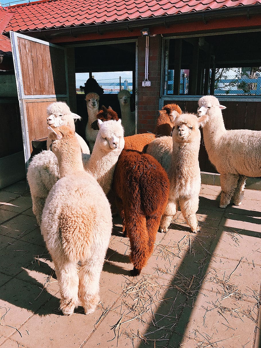 White and Brown Llama, agriculture, alpaca, animal, animal photography HD wallpaper