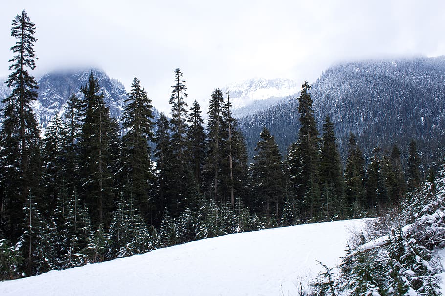 snow covered ground, tree, plant, abies, fir, conifer, pine, snoqualmie pass, HD wallpaper