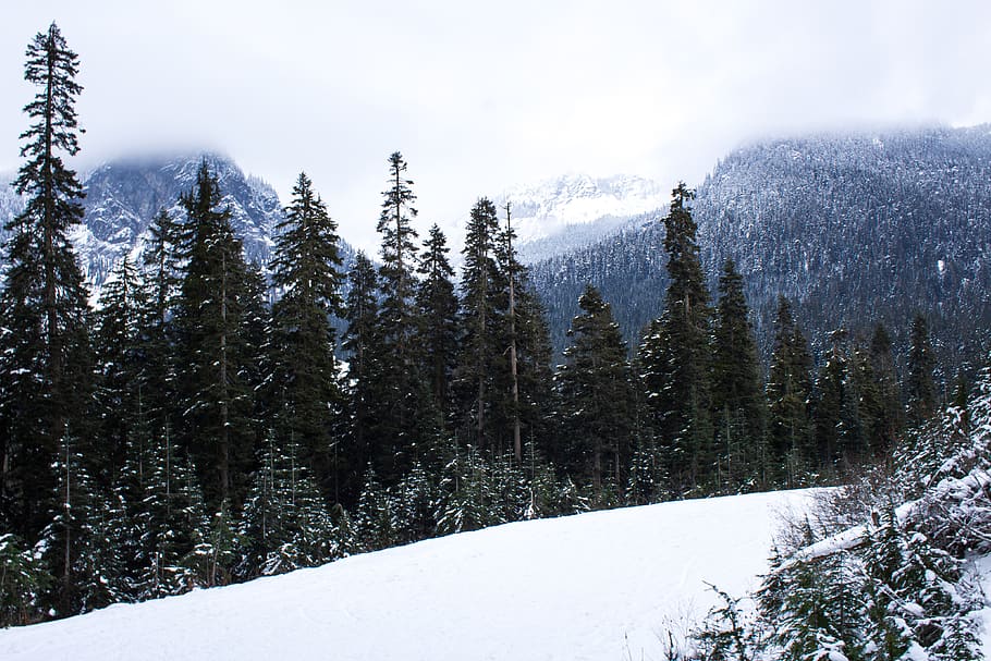 snow covered ground, tree, plant, abies, fir, conifer, pine, snoqualmie pass HD wallpaper
