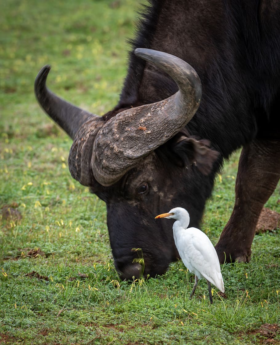 buffalo, cattle egret, symbiosis, grass, graze, insect, africa, HD wallpaper