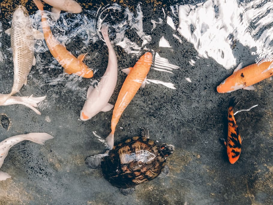 Koi Fish And Turtle, animal, underwater, animal themes, animal wildlife HD wallpaper