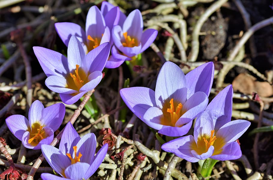 crocus, early bloomer, blossom, spring, spring flower, the beginning of spring HD wallpaper