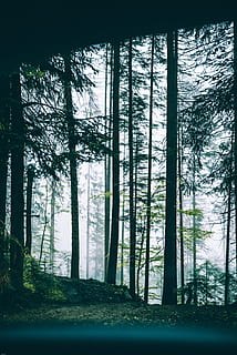 forest trees, woodland, leaf, leaves, grass, field, nature, outdoors HD wallpaper