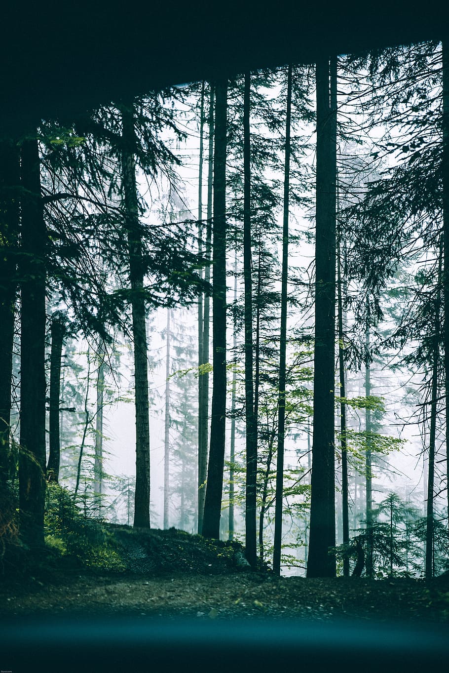 forest trees, woodland, leaf, leaves, grass, field, nature, outdoors HD wallpaper