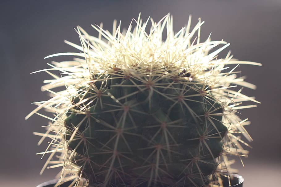 cactus, desert, plants arid, thorns, green, pullas, plant with thorns, HD wallpaper