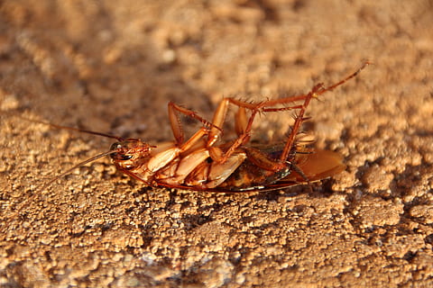 cockroach, scrape, insect, nature, small, animal world, animal themes HD wallpaper