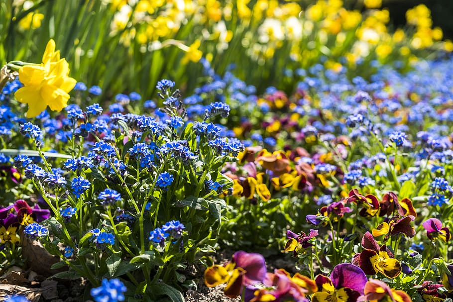 Photo of Assorted-color Flowers at Daytime, bloom, blooming, blossom HD wallpaper
