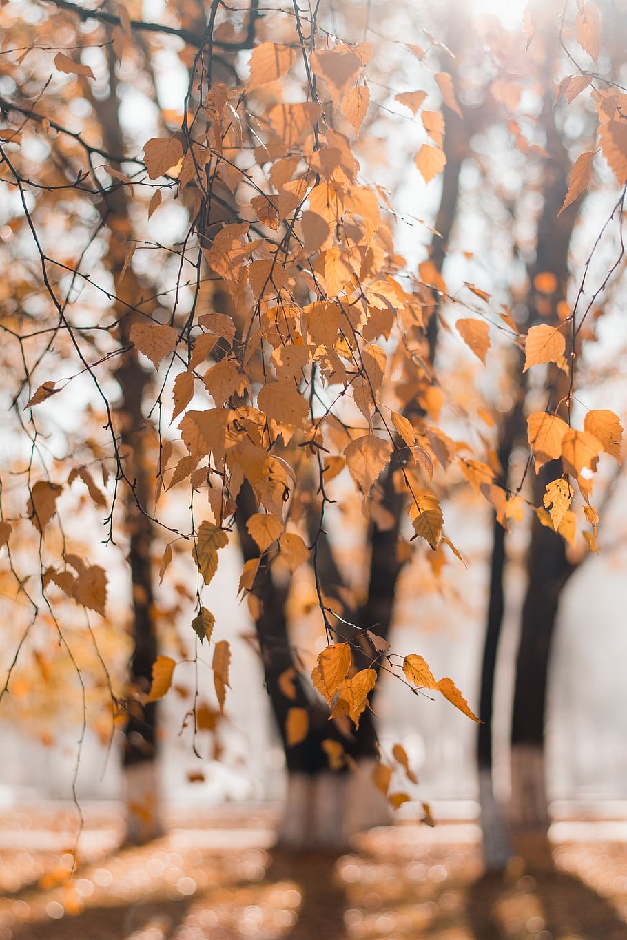 orange maple tree during daytime, plant, leaf, tree trunk, field HD wallpaper