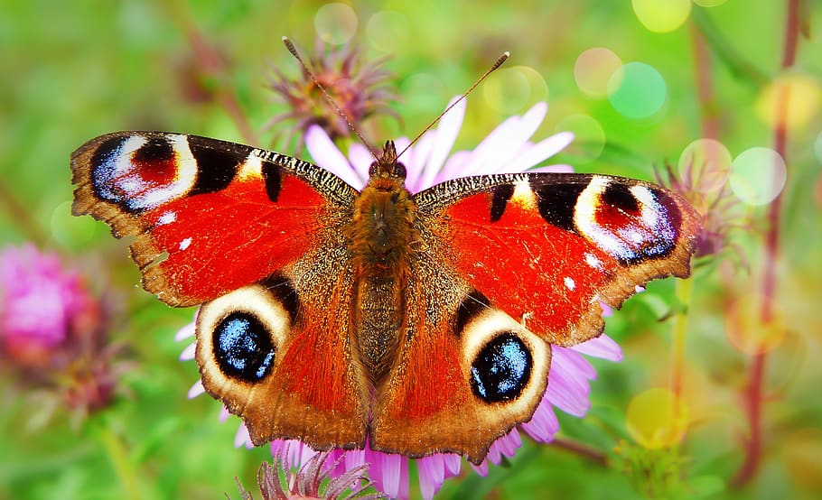 red and black butterfly, animal, invertebrate, insect, bee, honey bee HD wallpaper