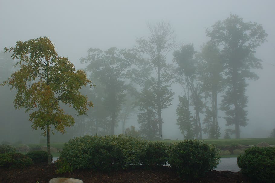 united states, cashiers, fog, foggy, tree, misty forest, trees \