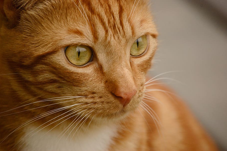 cat, orange, cute, guizmo, feline, animal themes, pets, mammal HD wallpaper