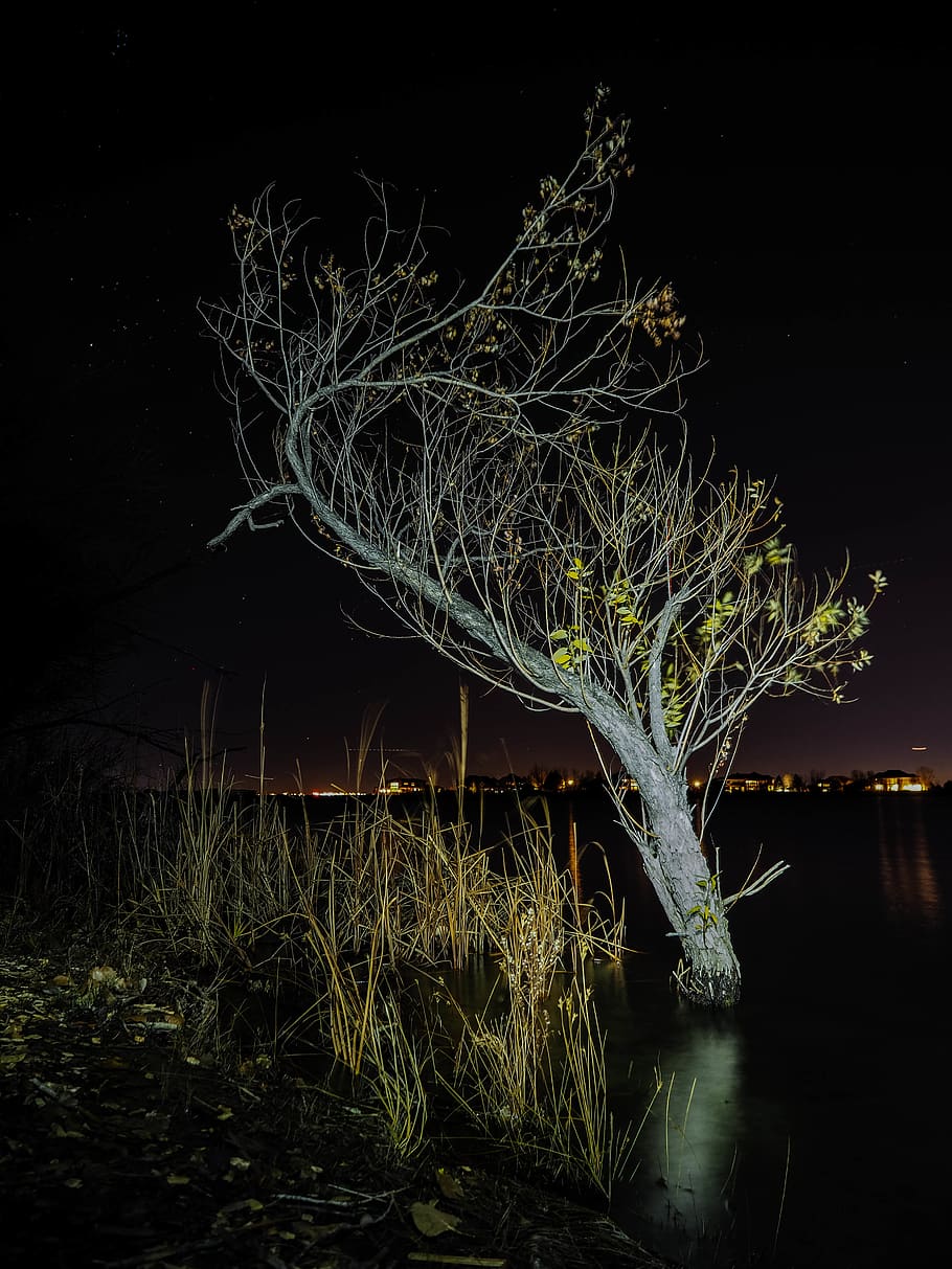 lake, water, night, trees, leaves, sunset, stars, dark, nighttime HD wallpaper
