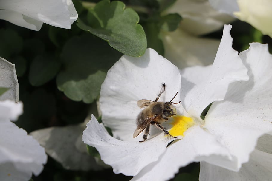 bee, flower, babu, insect, pollen, nature, nectar, garden, plant HD wallpaper