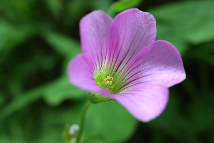 macau, macau island, flowering plant, freshness, beauty in nature HD wallpaper