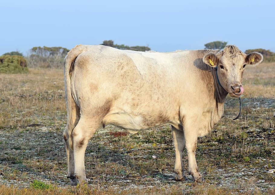 calf, cattle, bovine, mammal, animal, animal themes, domestic animals HD wallpaper