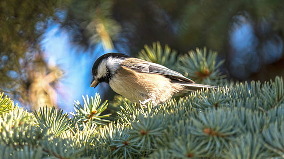black cap chickadee, birds, sparrow, winnipeg, manitoba, canada HD wallpaper