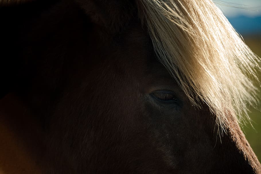 iceland, mammal, animal themes, one animal, livestock, horse HD wallpaper