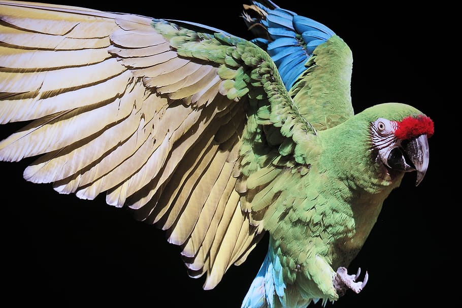 bird, parrot, plumage, exotic, colorful, animal world, vertebrate HD wallpaper
