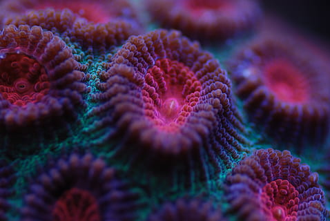 reef tank, sps, corals, sea, underwater, marine, animal themes HD wallpaper