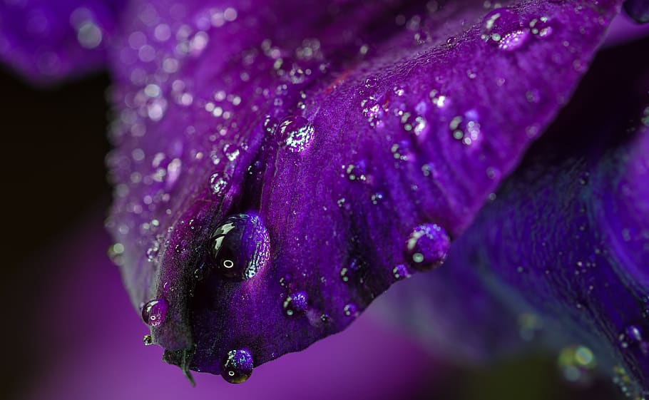 petal, gladiolu, violet, purple, dark, droplet, water, pearl, HD wallpaper