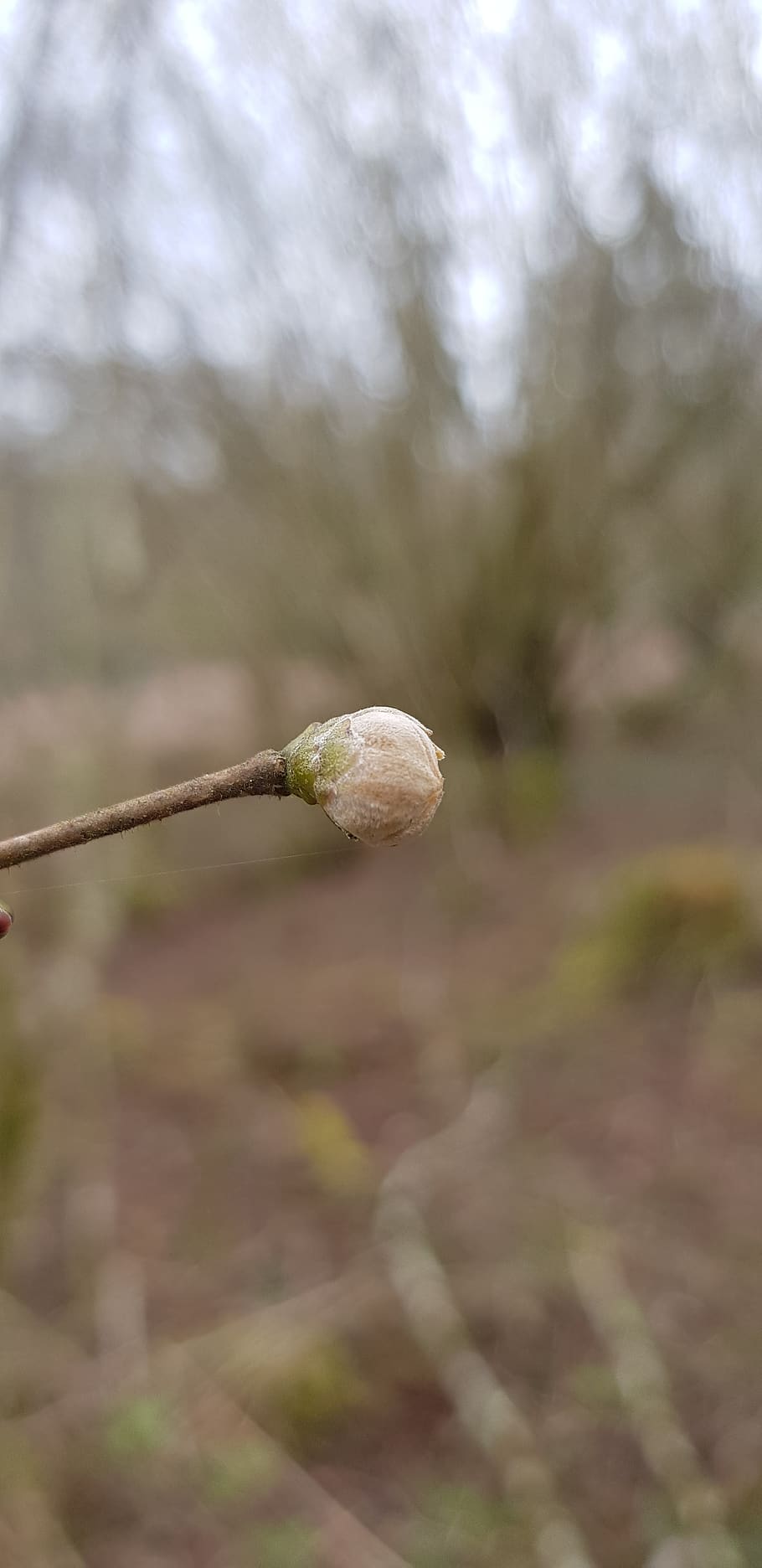 bud, pink, spring, flower, plant, growth, close-up, beauty in nature HD wallpaper