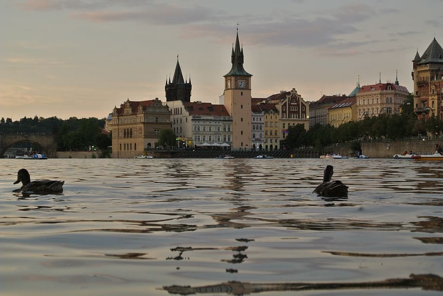 water, city, dark, evening, ducks, nature, czech republic, sunset HD wallpaper