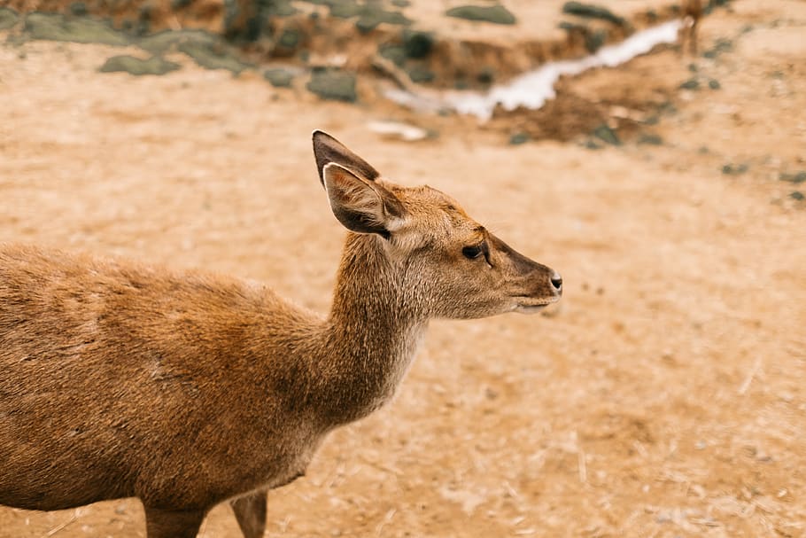 brown and black doe, deer, wildlife, animal, bandung, indonesia HD wallpaper