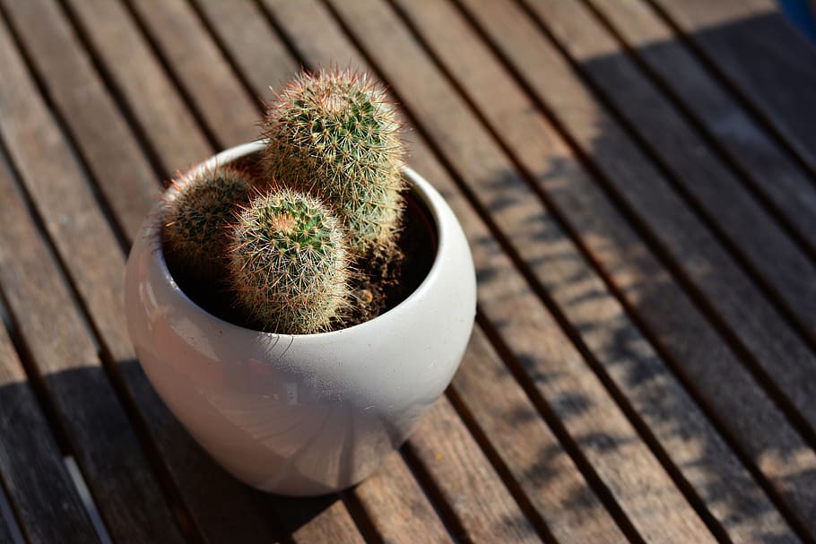 cactus, flowerpot, balcony, prickly, plant, potted plant, spur HD wallpaper