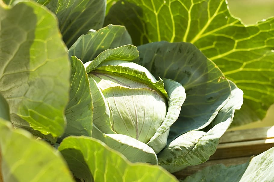 background, cabbage, diet, eat, farm, farming, food, fresh HD wallpaper