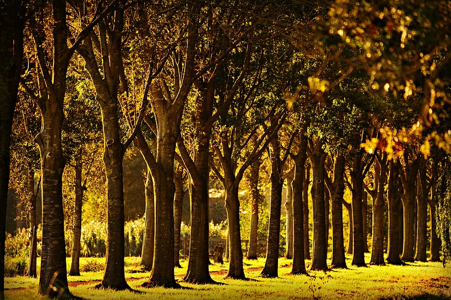 tree, row, lane, meadow, summer, sunlight, afternoon, outdoors HD wallpaper
