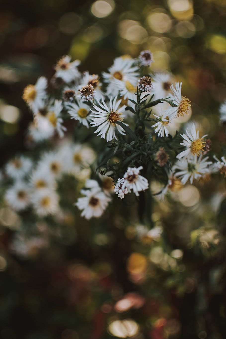 austria, flower, flowering plant, beauty in nature, growth HD wallpaper