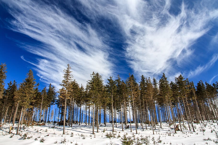 white, snow, winter, tree, plant, nature, landscape, blue, sky HD wallpaper