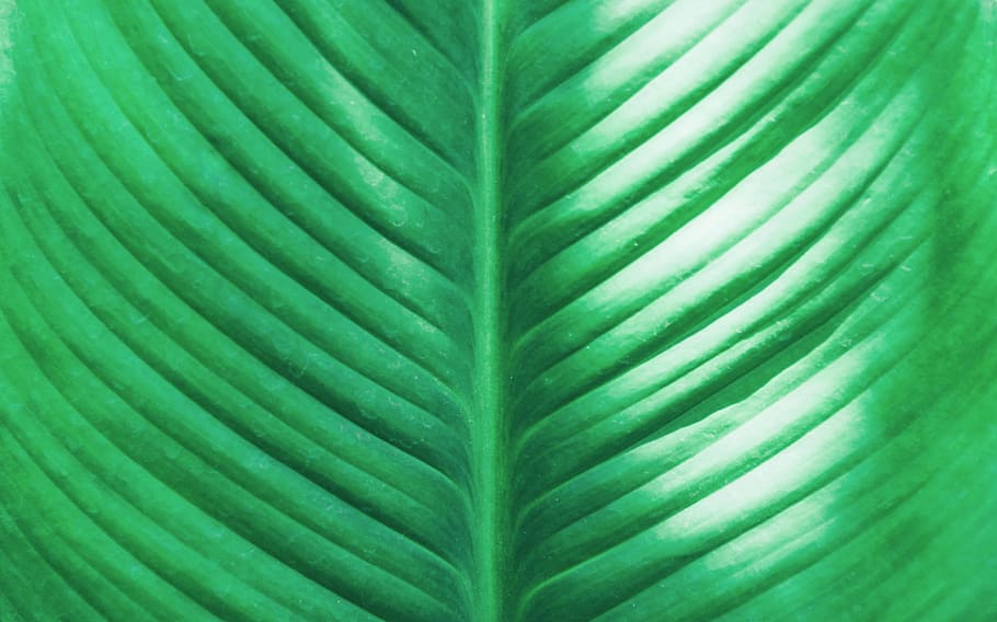 Close-Up Photo Of Green Leaf, pattern, plant part, green color HD wallpaper