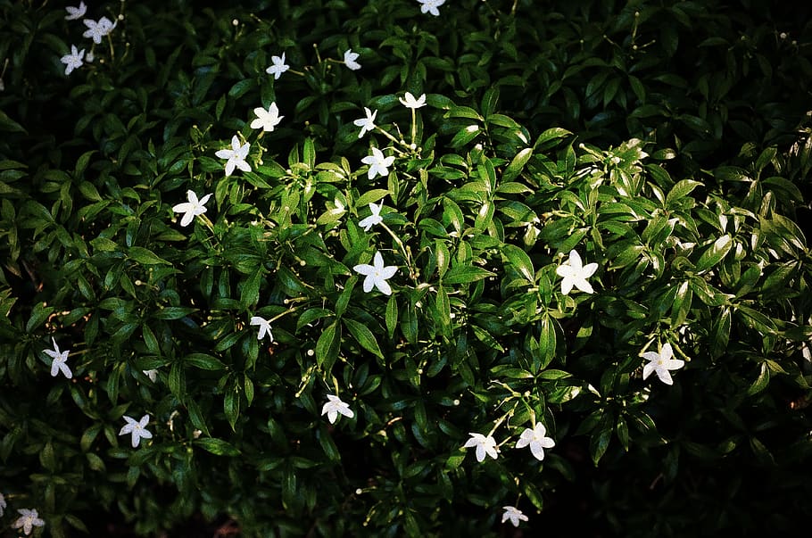 flower, green, leaf, white, petal, daytime, outdoors, jasmine HD wallpaper