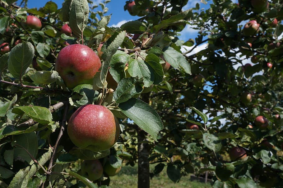 apple tree, fruit, fruits, ripe, branch, fruit tree, summer HD wallpaper