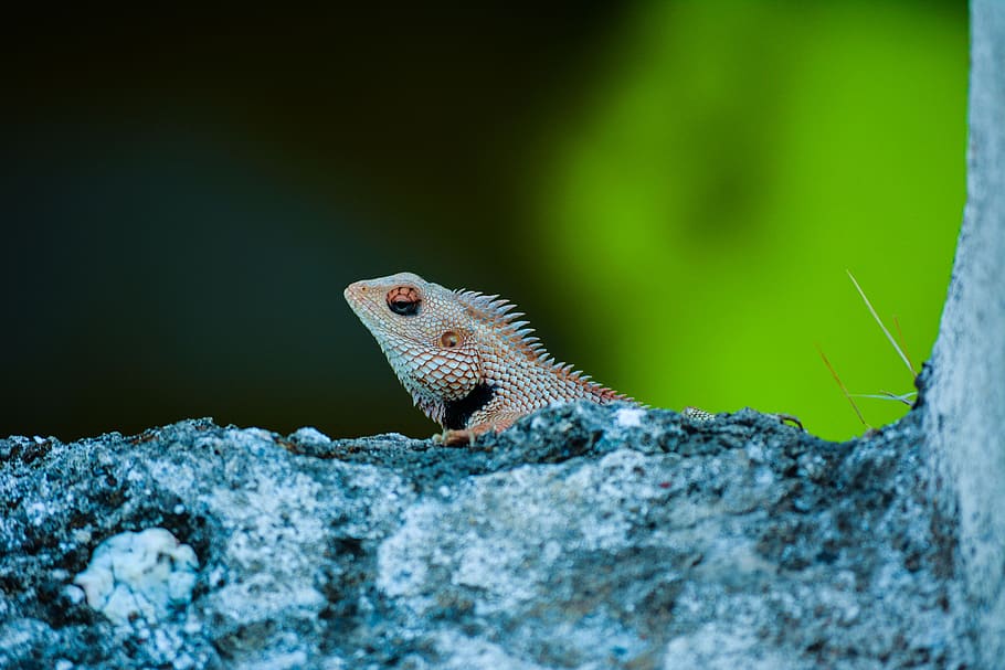 abstract, blue, color, one animal, animal themes, animal wildlife HD wallpaper