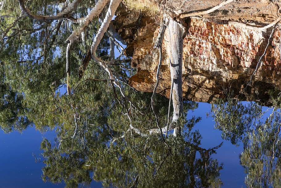 australia, murchison, bilung pool, tree, plant, nature, no people HD wallpaper