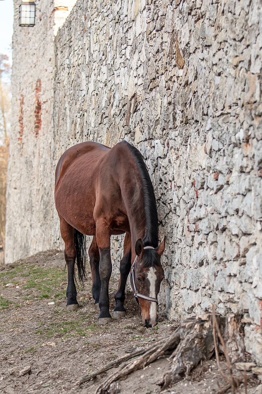 horses, stallion, portrait, field, spanish, movement, andalusia, HD wallpaper