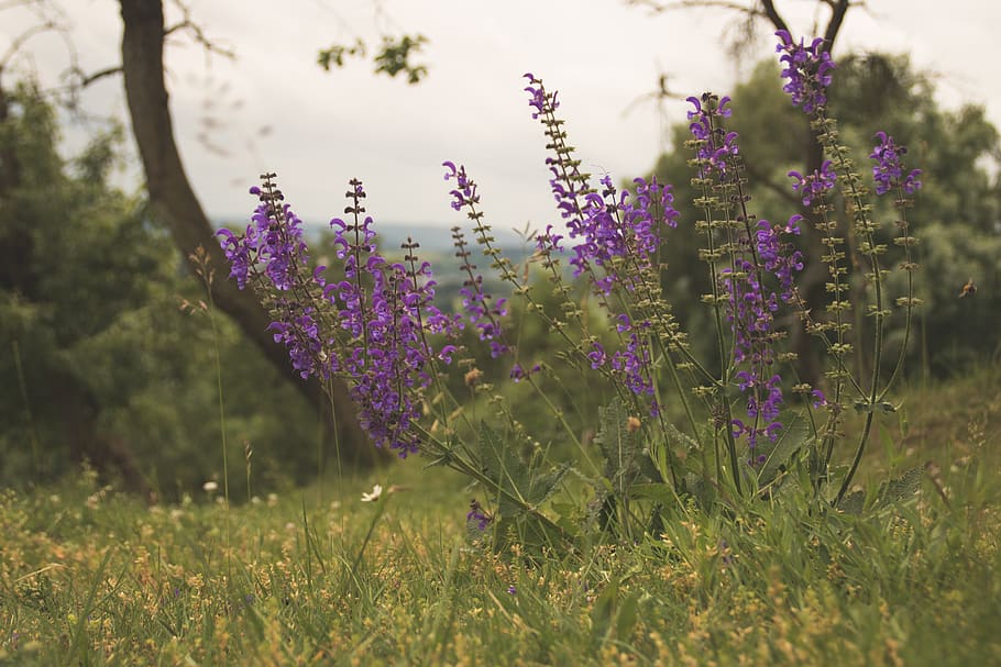 violet, flowers, green, grass, meadow, summer, spring, plants HD wallpaper