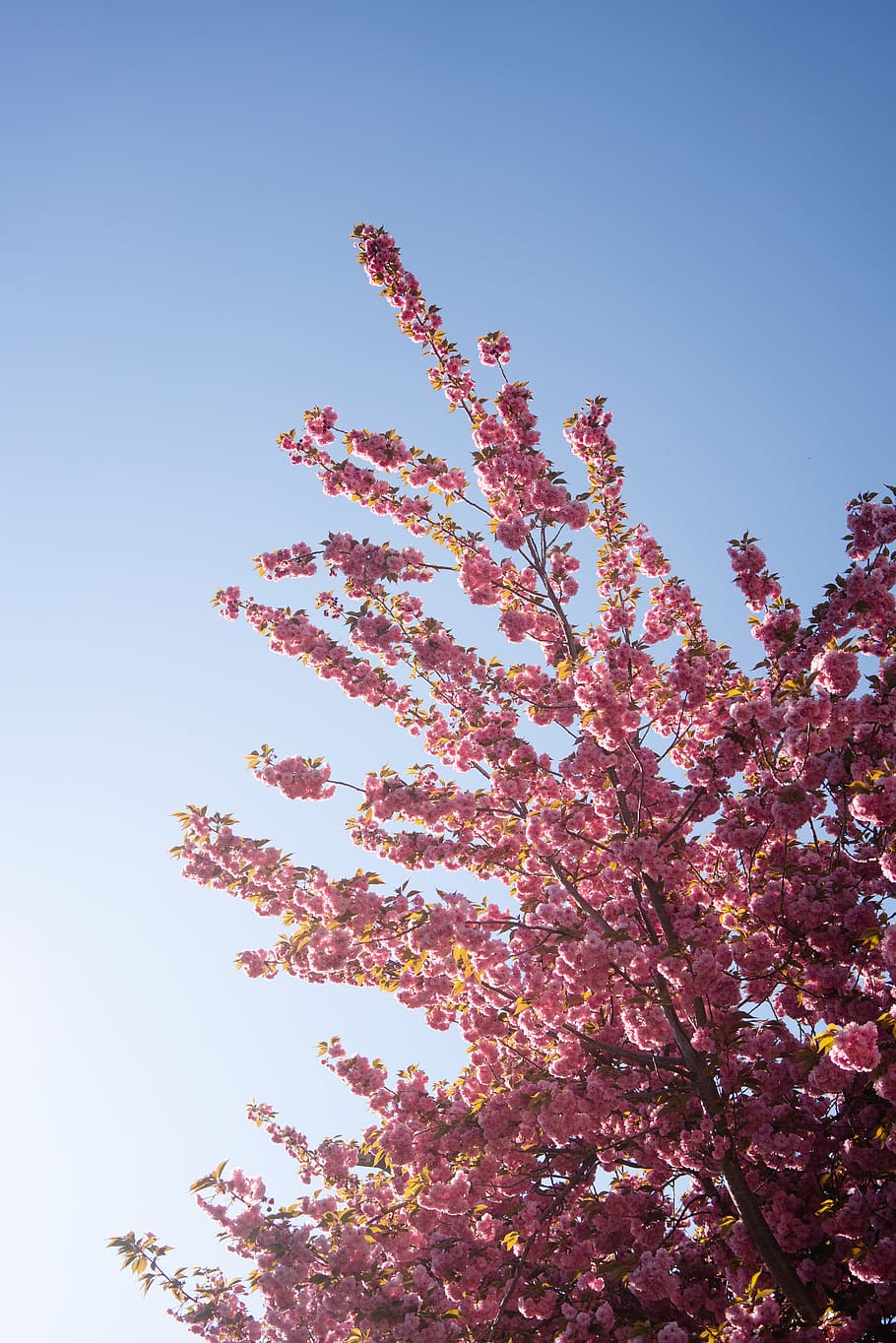 plant, flower, blossom, cherry blossom, pink, bloom, switzerland, HD wallpaper