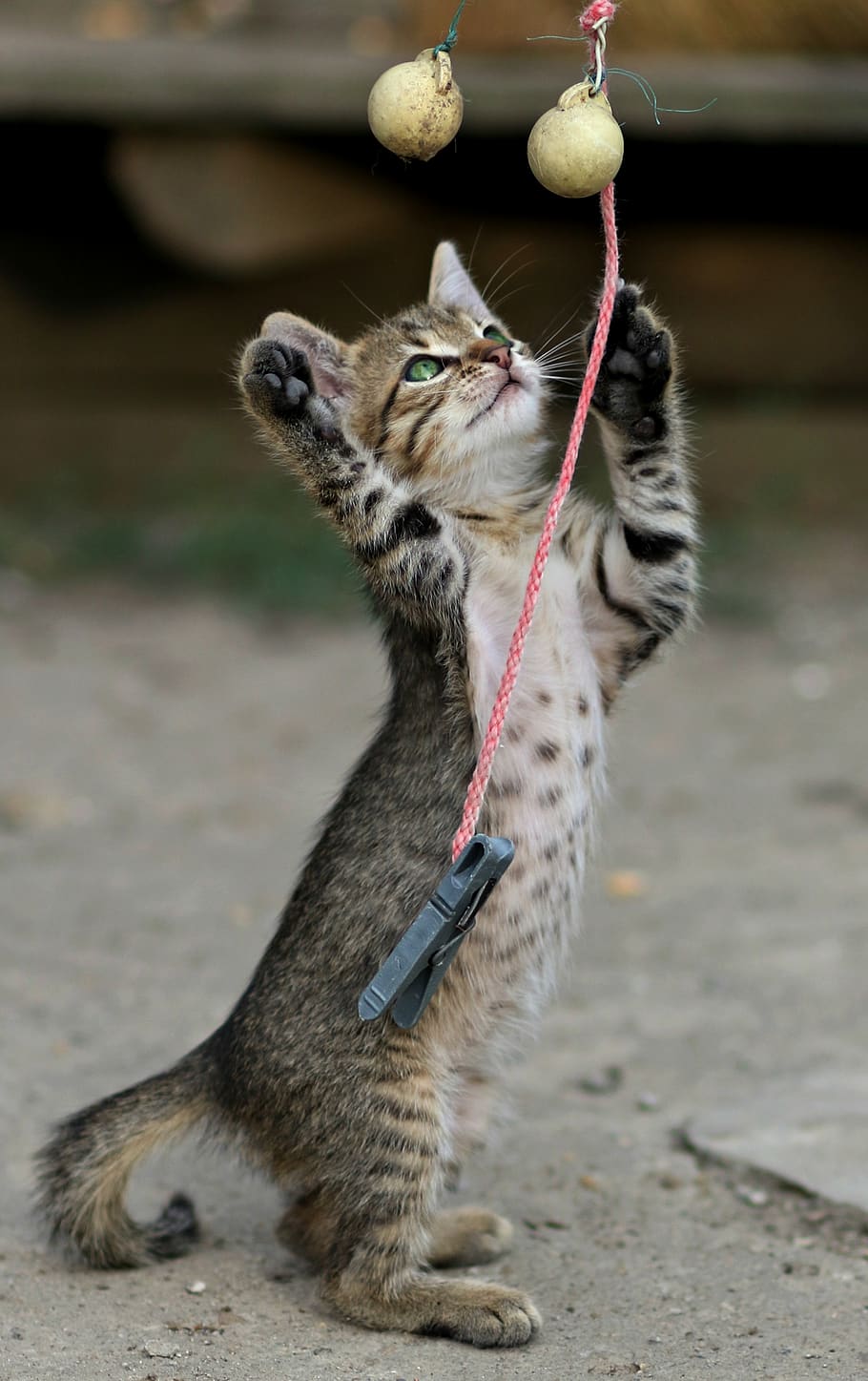 cat, small, animals, play, animal themes, one animal, mammal HD wallpaper
