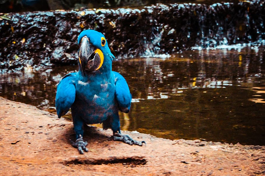 brazil, parque das aves, bird, animal themes, animal wildlife HD wallpaper