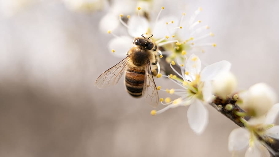 Bee Perched on White Petaled Flower Closeup Photography, bumblebee HD wallpaper