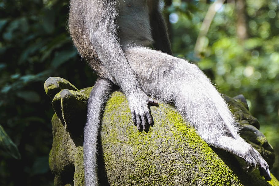 gray and brown monkey sitting on gray stone, animal, animal themes HD wallpaper
