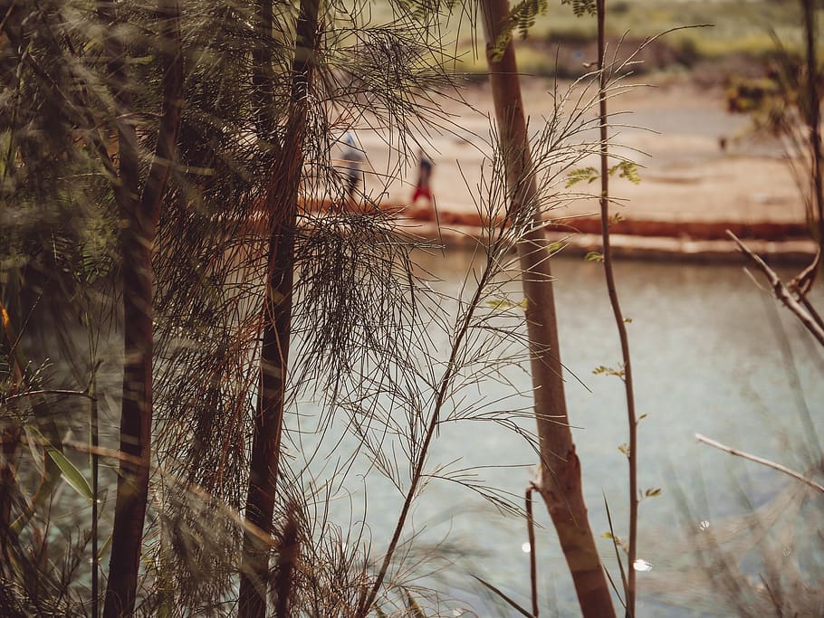 trees, water, beach, plant, nature, no people, growth, focus on foreground HD wallpaper