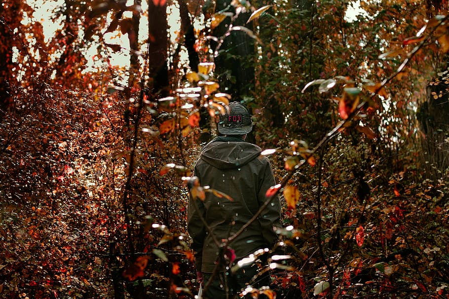 fall, peter, mckinon, pmgridchallenge, trees, woods, forest HD wallpaper