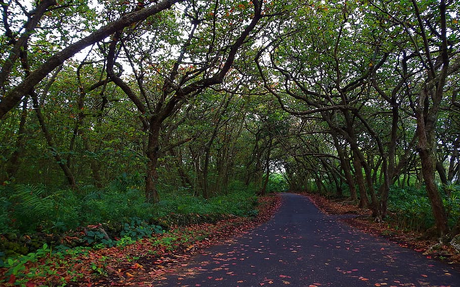 Empty Road Between Green Trees, branch, daylight, environment HD wallpaper
